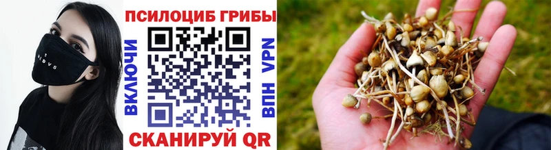 Псилоцибиновые грибы Cubensis закладка Никольск